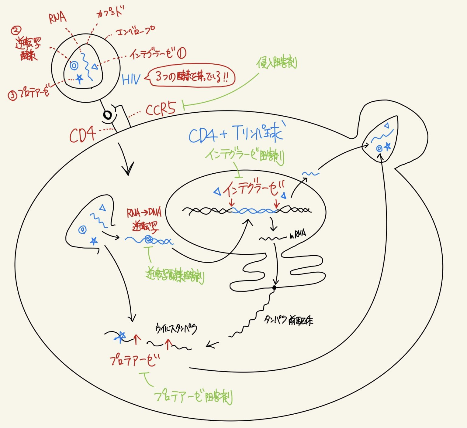 ヒト免疫不全ウイルス(HIV1、HIV2:Human immunodeficiency virus) くすり~の