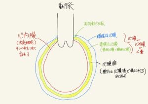 循環器総論（解剖・生理・検査） くすり～の