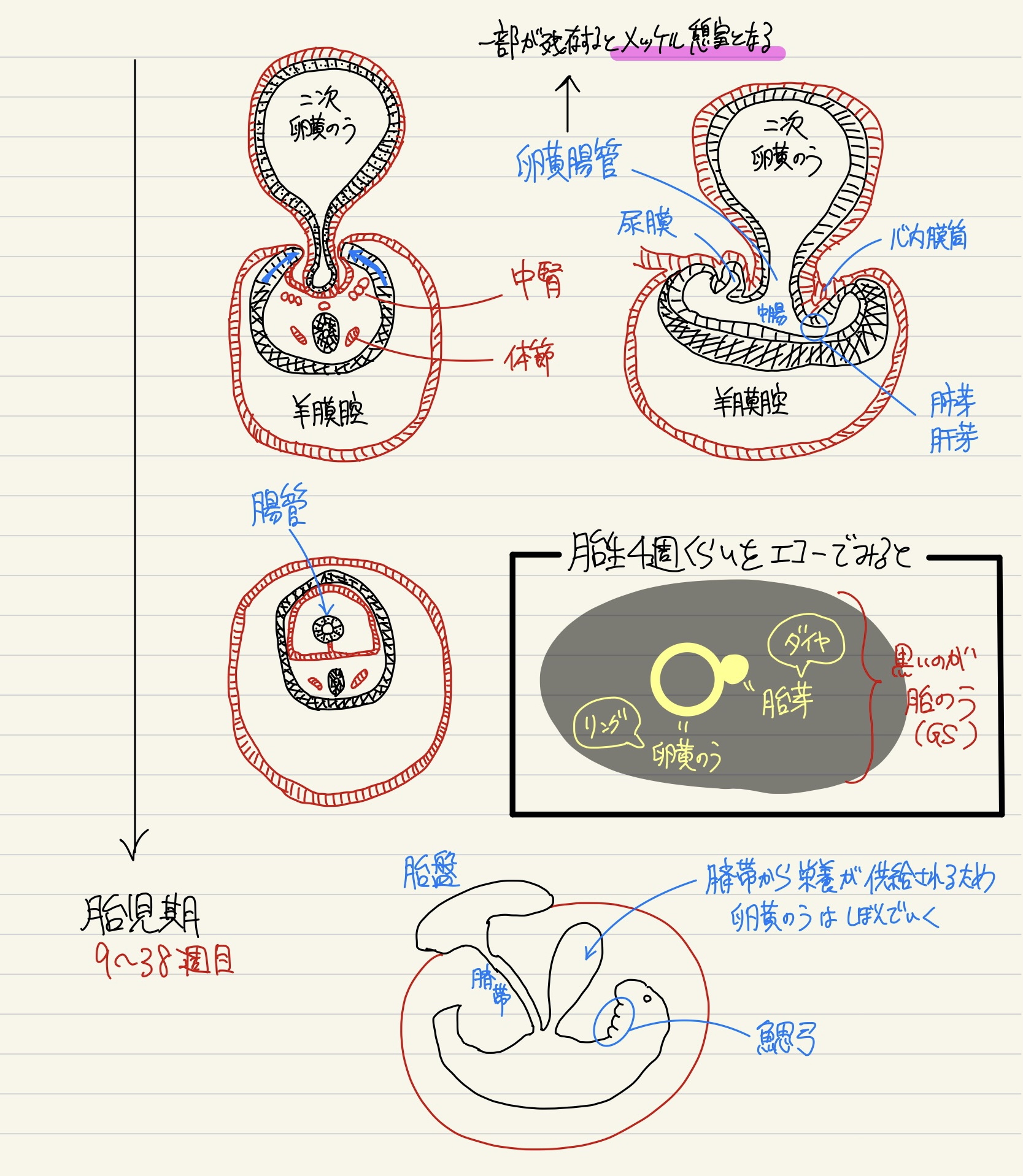 発生学 | くすり~の