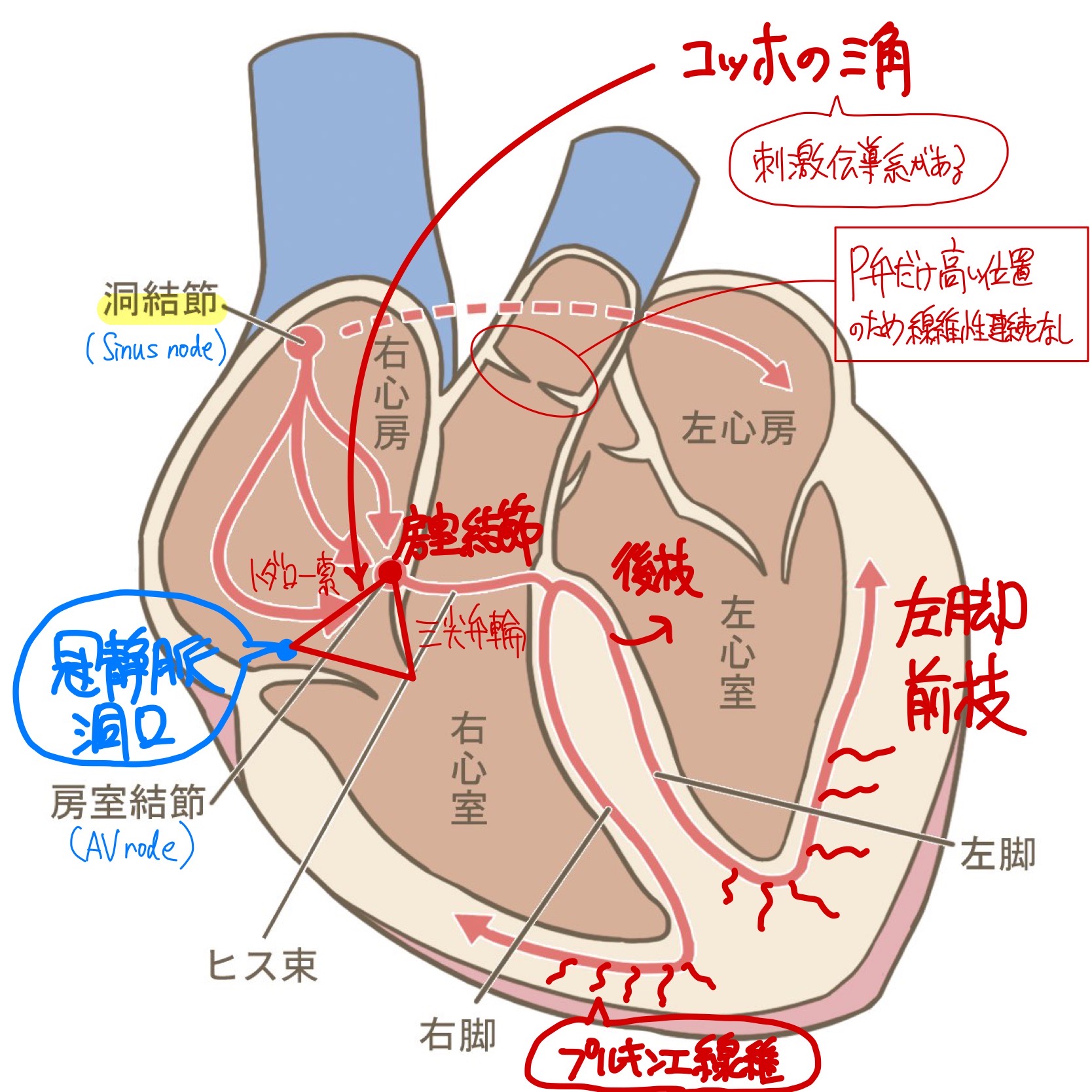 循環器総論(解剖・生理・検査) | くすり~の