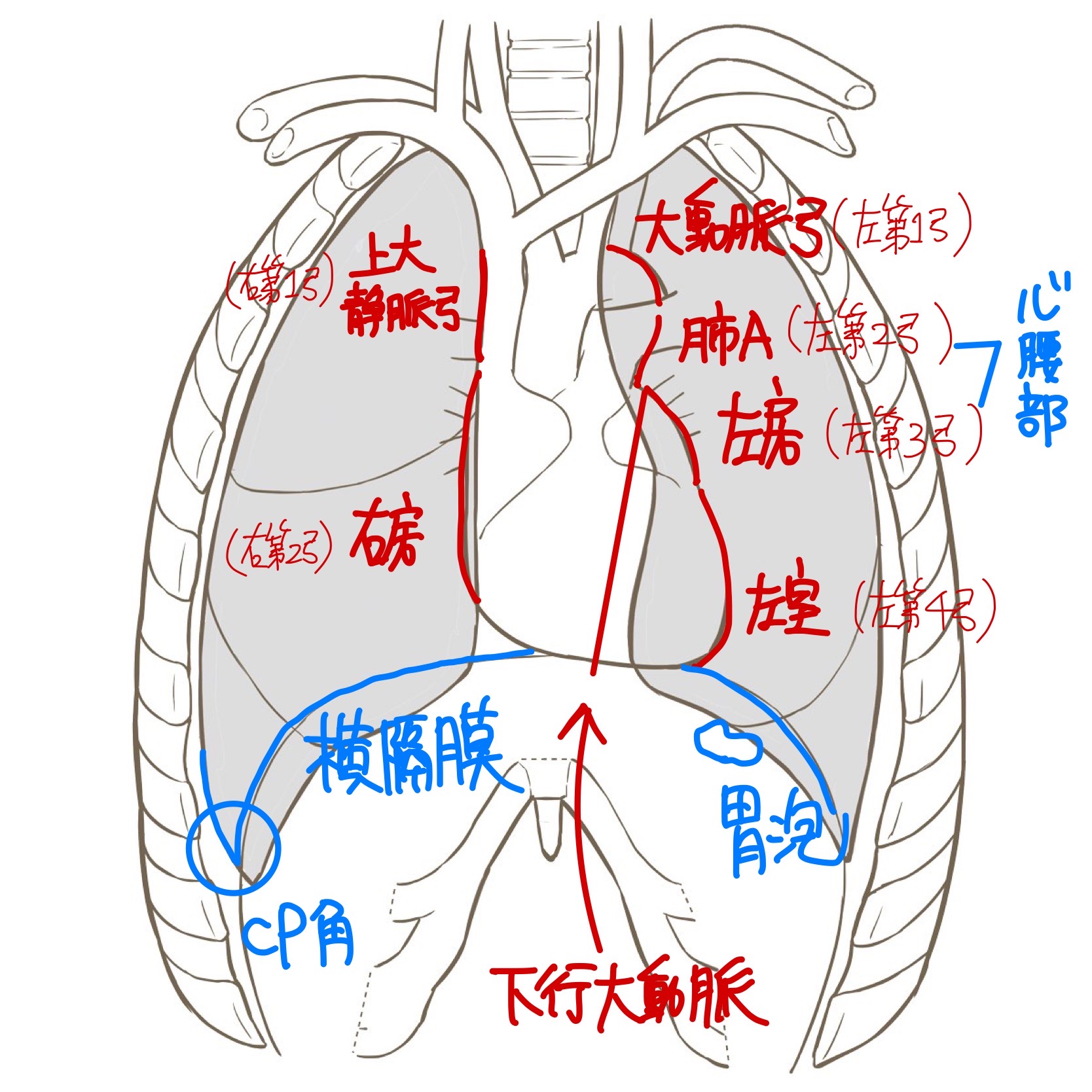 胸部X線(CXR)、腹部X線(AXR) | くすり~の